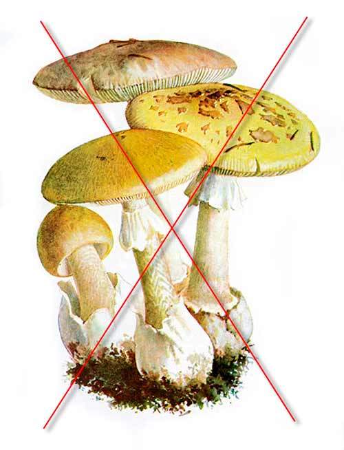 Бледная поганка