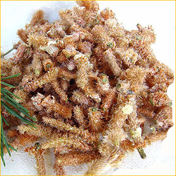 Почки сосны
