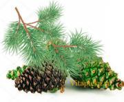Купить сосновые шишки