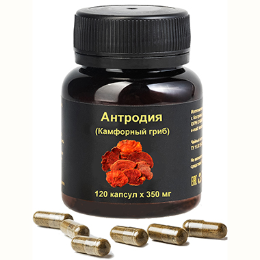 Антродия камфорная