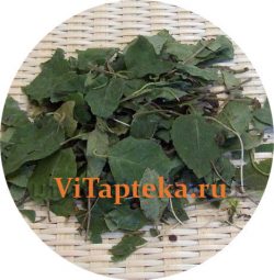 Боровая матка