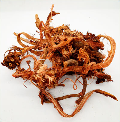 Копеечник - красный корень