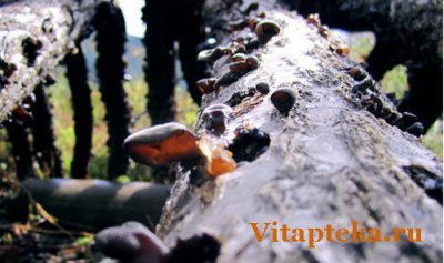 Купить гриб муэр