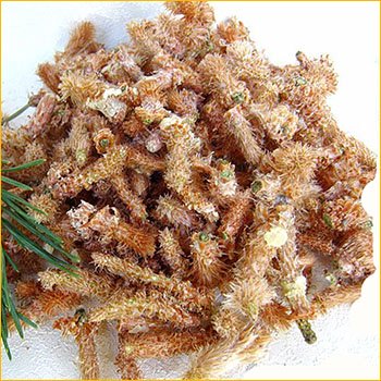 Почки сосны