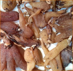 Ятрышник (салеп)