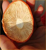 Мухомор сушеные шляпки цена за кг Стоимость порошка и шляпок мухомора за кг