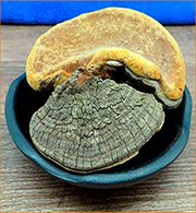 Гриб санхван сушеный Санхван при онкологии